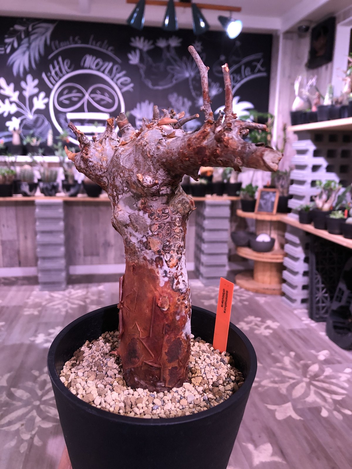 塊根植物 Commiphora orbicularis 樂趣無窮的實生苗！ - Commiphora orbicularis - @objectby1218