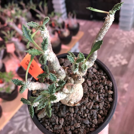 euphorbia tulearensis《L  size》※大変大きめの塊根を持つ希少性激高塊根ユーフォルビア‼︎太枝で全体balanceも良き将来有望株※mad black bowl pot植え