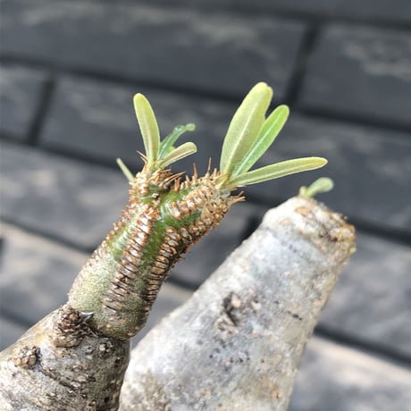 pachypodium gracilius《大きめS size》w-he'd株※現地球発根後店主国内管理3年株※weight低く丸みも強き良樹形株※mad black pot植え