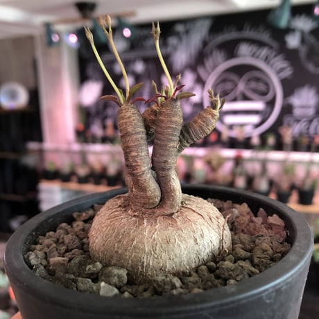 euphorbia subapoda《M size》※大変人気なユーフォルビア‼︎ススをまとった様なmad感な肌質と拘りの樹形&枝数4本と多き良株※mad  black pot植え