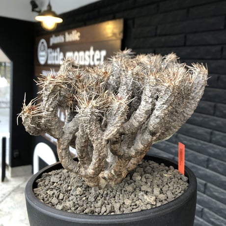 euphorbia  guillauminiana《大きめLL size》※現地球発根済株※店主国内管理6年株※現地球株らしい表皮＆volume満点大株※mad black bowl pot植え