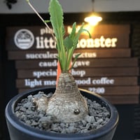 euphorbia  fishbone《小さめ M size》※現地球株発根済※激希少‼︎今や流通少なきフィッシュボーン※mad black pot植え