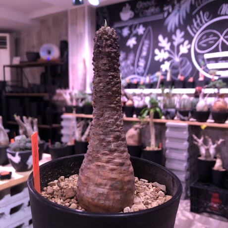 euphorbia   pachypodioides《M size 》※ボコボコ肌が特化し、葉の表がグリーンで葉裏と開花時の花が紫なのが更に魅力的で人気な一株‼︎