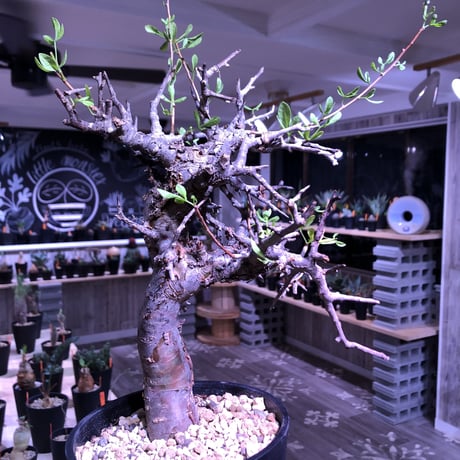 commiphora  foliacea《L size》希少株‼︎