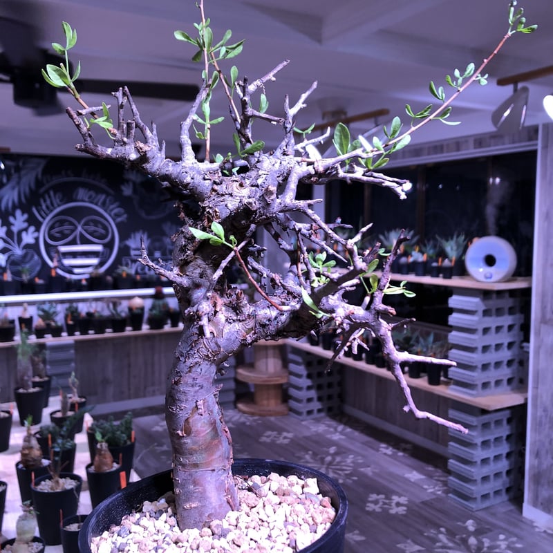 commiphora foliacea《L size》希少株‼︎ | plants holi