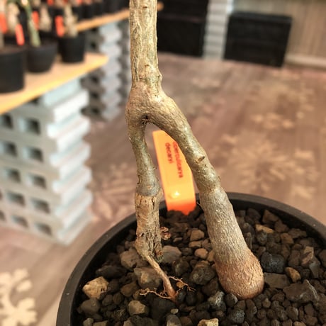 operculicarya decaryi  littmon seed🌱 《3年株》※成長早く感じ育てられる上、幹上がり仕立てのインテリア性高き一株※mad  black  pot植え