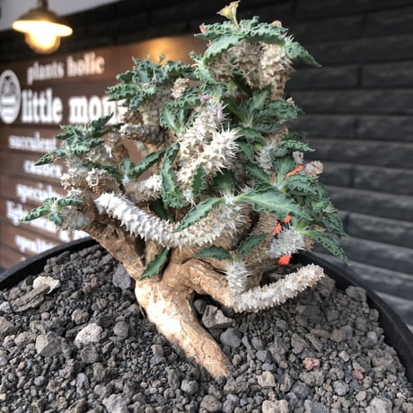 euphorbia tulearensis《 LL size》大株※現地球発根後店主国内管理4年株※驚愕‼︎希少性激高塊根ユーフォルビア‼︎big塊根&半端なき枝振り※shallow pot植え