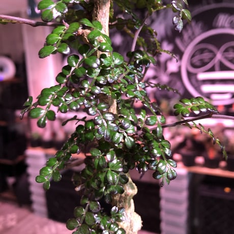 opercullicarya   decaryi  littmon  seed🌱  《9年株》※長きに渡り育て幹のボコボコも強きパワータンクもゴツいオススメ株※mad  black  pot植え