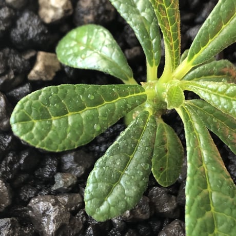 希少‼︎ dorstenia gigas《S size》littmon  seed🌱（実生株）※今季成長&枝振りに期待できる将来有望人気者ギガス※mad black pot植え