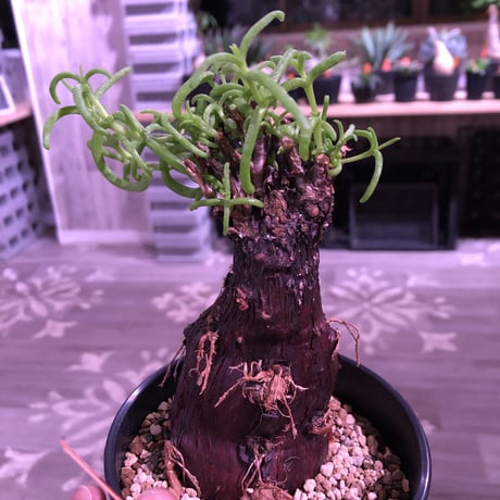 mestoklema   tuberosum《M  size》冬季も成長開花するインテリア性高き人気灌木caudex‼︎  《限定2株》