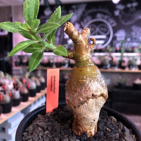 packypodium bispinosum 《S size》※現地球発根済株※肌色が濃く株元がぷっくりまん丸なかわいさ＆wildなエグれを持つ一株※mad black bowl pot植え