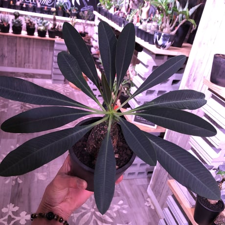euphorbia   pachypodioides《M size  360度 ぼってり丸型》憎めないほどぼってりで愛くるしい1株‼︎　※mad black pot植え‼︎