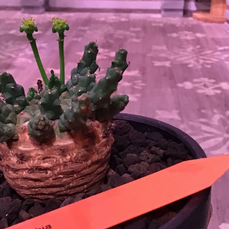 euphorbia gorgonis《M size》※人気🐙タコものユーフォルビア‼︎塊根部分の綺麗な多肉質の葉と綺麗な木質化が魅力‼︎※mad  black bowl pot植え
