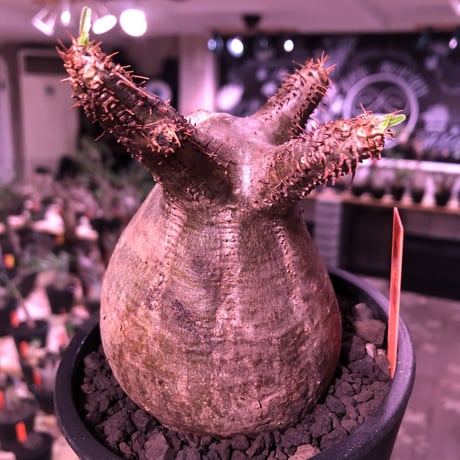 packypodium  gracilius《M  size》※現地球発根済株※新芽もお目覚め球体選抜株‼︎短枝おすすめグラキ‼︎※mad black pot植え