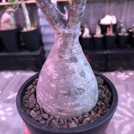 packypodium  gracilius《M  size》※現地球発根済株‼︎※まもなく芽吹き始める希少二頭枝株元ぼってり樹形グラキ‼︎※mad black pot植え