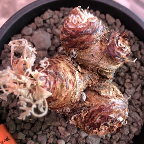 pelargonium  appendiclatum《大きめM size》※店主個人株‼︎現地球発根済株※実生株しかまず出回る事のない激希少‼︎驚愕4-he'd‼︎🤩※mad black pot植え