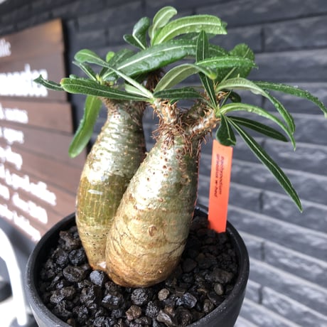 pachypodium gracilius《大きめS size》希少一部green肌&W-he'd株※現地球発根後店主国内管理2年株※霜降り迷彩柄の良樹形株※mad black bowl pot植え