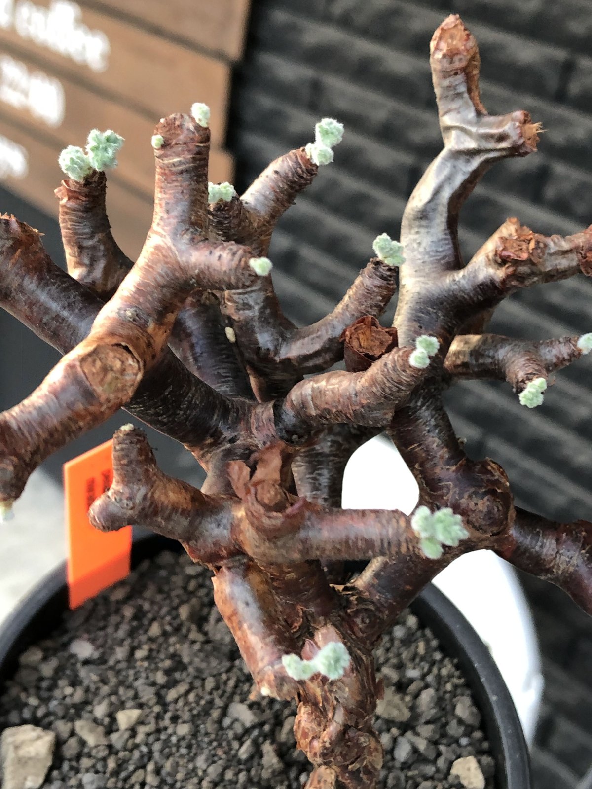 pelargonium mirabile《大きめM size》※現地球店主国内管理4年株※愛