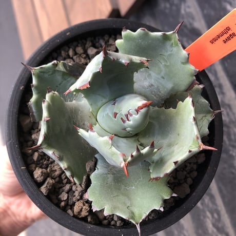 agave  isthmensis《M size》※現地球発根後店主国内管理2年株※weight低く締まり纏まり良き良バランス※mad black pot植え