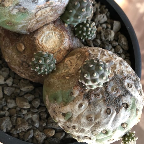 tephrocactus geometricus 《LL size》激希少‼︎※現地球株発根済※実生株＆カキ仔株でないと流通がほぼないため所持率も極めて低き渾身の一株※black bowl pot植え
