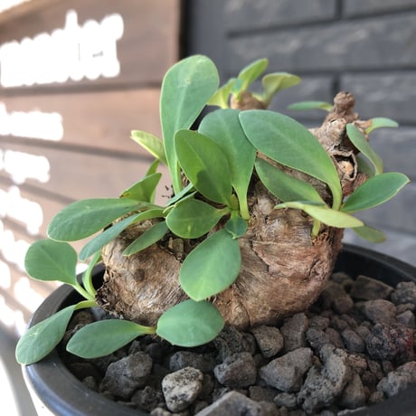 euphorbia  itremensis 《M size》※現地球発根後店主国内管理3年株※まん丸塊根で可愛くボコボコと変形しながら枝作りし変化も楽しめる一株※mad black pot植え