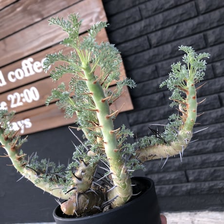 sarcocaulon  herrei《L size》