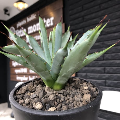 agave  macroacantha《大きめM size》※発根済株※発根後店主国内管理2年株※鋭く黒棘&青短葉typeのカッコいいマクロ‼︎※mad black pot植え