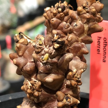 othonna herrei《L size》※現地球株発根済※ウェイト低く極太株となりボコボコ突出感も強い立体樹形‼︎※black pot植え