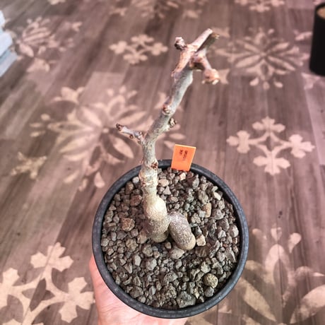 opercullicarya   decaryi  littmon  seed🌱  《5年半株》※大変成長は早く、幹幅も太く育ってくれた選抜株‼︎※mad  black  pot植え