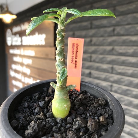 希少‼︎ dorstenia gigas《大きめS size》littmon seed🌱（実生株）※大変樹形バランス良き株元もぼってり樹形な選抜株‼︎※mad black pot植え