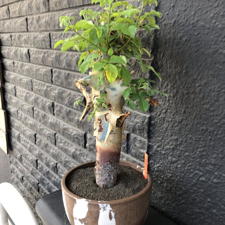 commiphora  holtziana《大きめLL size》驚愕‼︎極太株第3弾‼︎※現地球発根後店主国内管理3年株※渋さ佇まいが堪らない大株※brown marble bowl pot植え