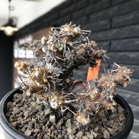 othonna  euphorbioides《L size》※現地球発根後店主国内管理4年株※weight低く低重心且つ枝振りも良き良樹形※mad black pot植え