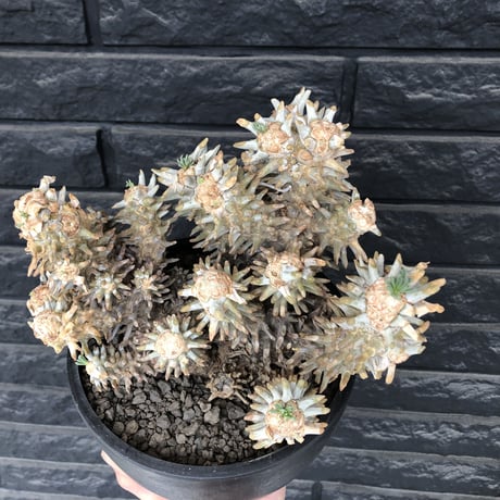 tylecodon wallichii（LL size）※現地球発根済※発根後店主国内管理8年株※ヤバい程の枝振り‼︎weight極めて低い良樹形驚愕ワリチー※mad black bowl pot植え