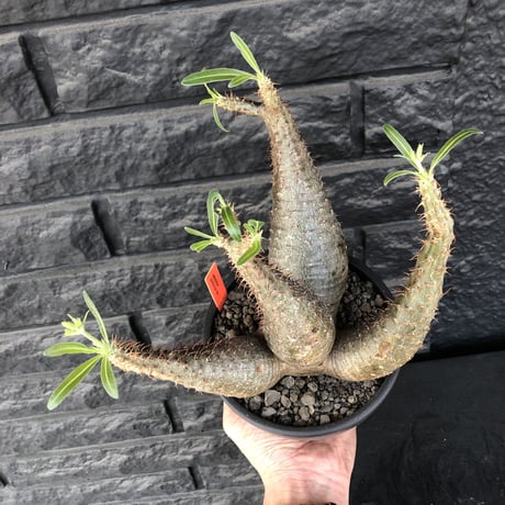 packypodium  gracilius《L size》希少4分頭株※現地球発根済株※店主国内管理3年株※極めて美しい肌質と最高樹形balance‼︎※mad black bowl pot植え