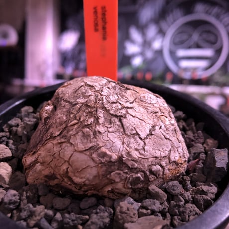 stephania venosa 《小さめM size》※現地球発根済株※恐竜の🥚卵みたくひび割れた味深き表皮にかわいいツル型の葉を展開‼︎※mad black pot植え