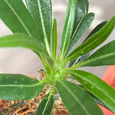 pachypodium gracilius《大きめS size》※現地球株発根済※味深くビンテージ感強き現地焼けに希少green肌を保つ樹形バランスも抜群な一株‼︎※black bowl pot植え