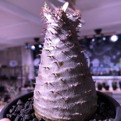 packypodium  gracilius 《M size》  現地球  発根済み株   mad black bowl pot植え（限定①株）