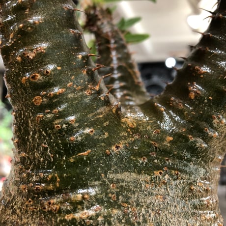 pachypodium gracilius《L size》※現地球株発根済※大きめで全方位A面な樹形バランス＆枝振りも抜群なgreen肌‼︎※black bowl pot植え