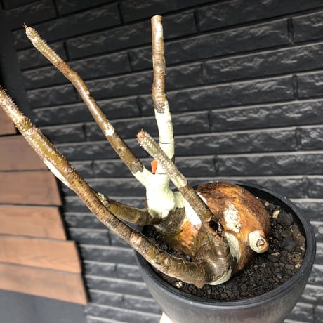 pachypodium gracilius《L size》偏平&現地焼け肌※現地球発根後店主国内管理3年株※一部赤肌に枝長めながらbalance良き一株※mad black bowl pot植え