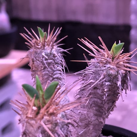 euphorbia  guillauminiana《S size》※現地球発根済株※小振りでも現地球株らしい表皮質のwildさ＆美しさの二面性持つ一株※mad black pot植え