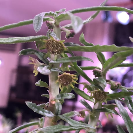 dorstenia  hildebrandtii f.crispum《L size》激希少種※現地球発根済株※ぷっくり株元‼︎実生以外極めて流通少なき種※mad black bowl pot植え