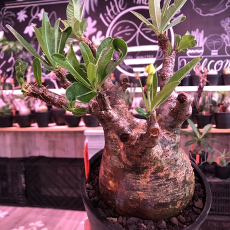 packypodium  gracilius《L size》※現地球発根済株※店主国内管理6年株※ロゼット完成のwild株‼︎特化した表皮カラーが渋くぼってり株元※mad black pot植え