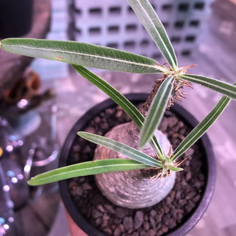 pachypodium  gracilius《S size》希少ニ頭枝美株※現地球発根済株※店主国内管理2年株※小振りでかわいい綺麗肌グラキ‼︎希少ニ頭枝選抜株※mad black pot植え
