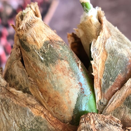 urginea epigea《L size》※現地球株発根済※丸み強くとびきり整ったぼってり樹形の大株‼︎開花時もゴージャスで魅力的なエピゲア※black bowl pot植え