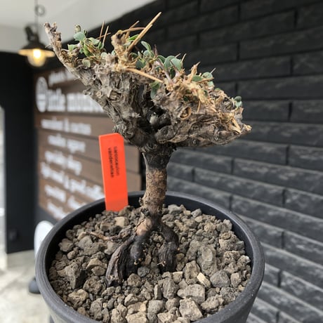 sarcocaulon  vanderietiae《M size》※現地球発根後店主国内管理3年株※希少春秋型種‼︎コンパクトで幹上がり仕立ての一株※mad black pot植え