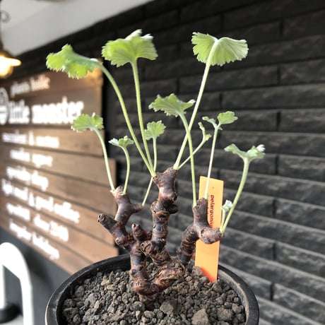 pelargonium  mirabile《大きめS size》※現地球店主国内管理4年株※愛おしく堪らないと感じる冬型の人気者※mad black pot植え