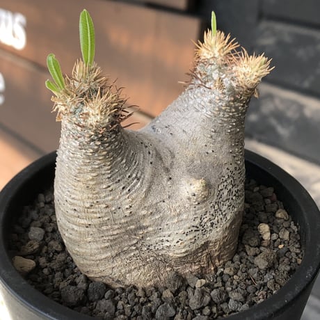 pachypodium gracilius《大きめS size》※極短枝ぼってり株※現地球発根後店主国内管理3年株※極短枝且つぼってり愛くるしい一株※mad black pot植え