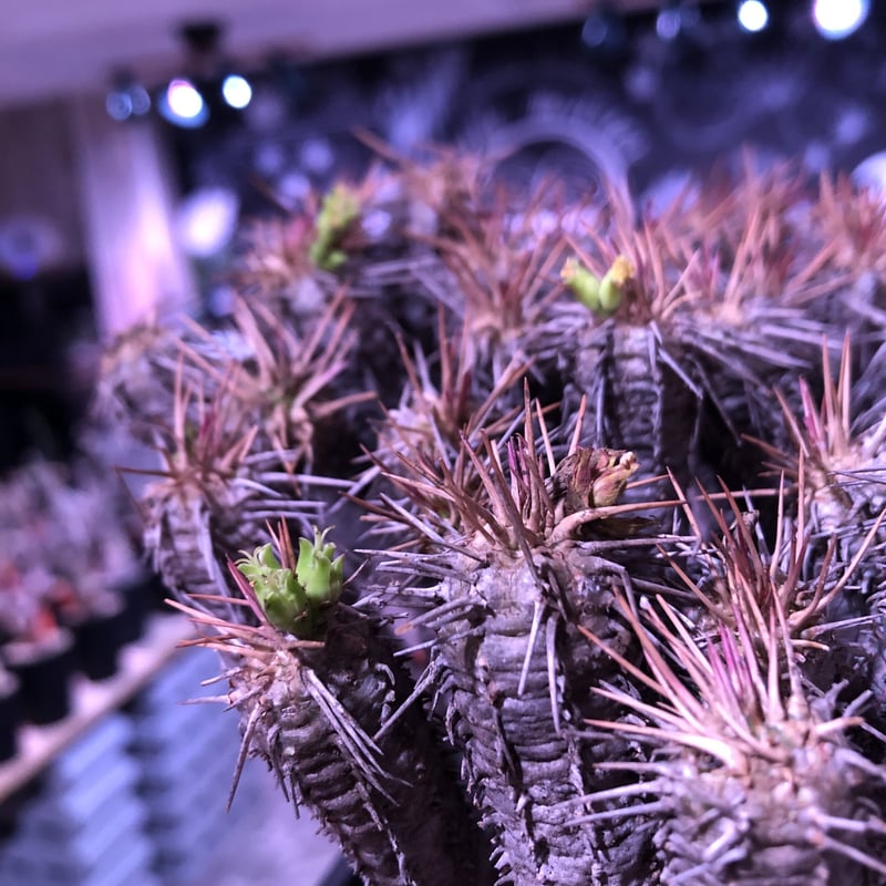 euphorbia guillauminiana《L size》※現地球発根済株※幹は