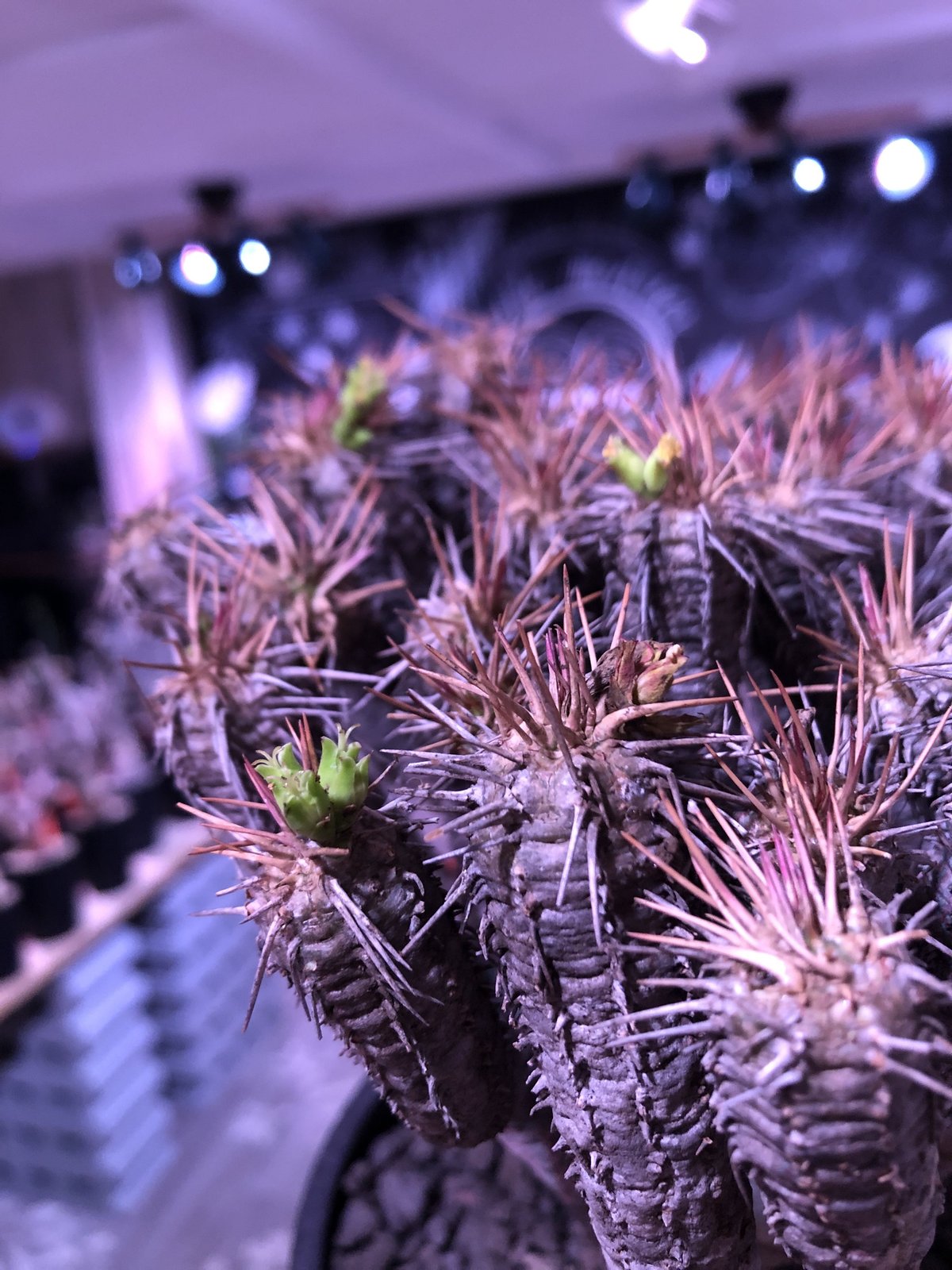 euphorbia guillauminiana《L size》※現地球発根済株※幹は euphorbia guillauminiana《L size》※現地球発根済株※幹は