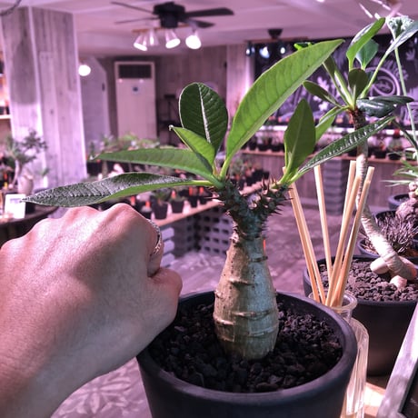 packypodium  windsori i× baronii  《S size》双方の良さが活きた将来有望美株‼︎  ※mad  black  pot植え